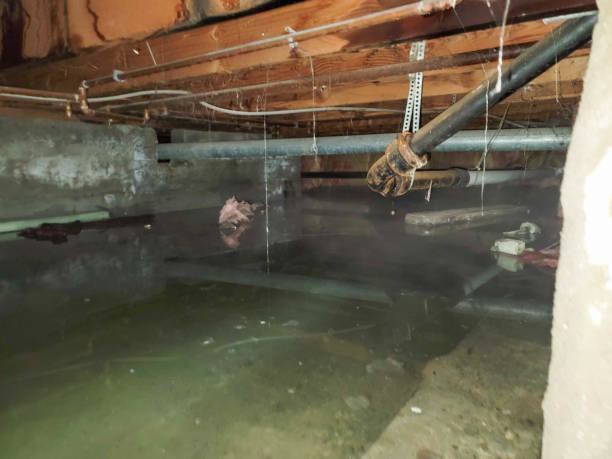 Best Sewage cleanup and water damage restoration  in Alton, IL